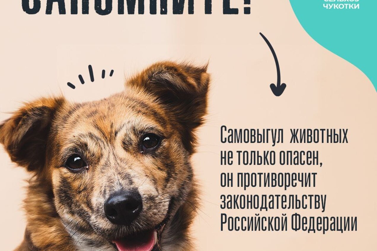 📢 Внимание, жители Чукотки!