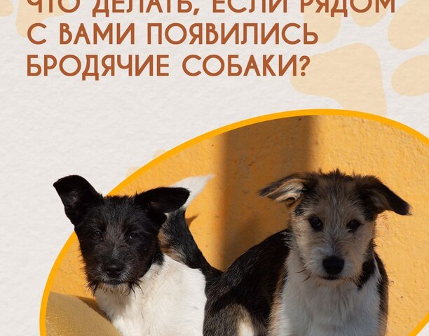 📢 Внимание, жители Чукотки!