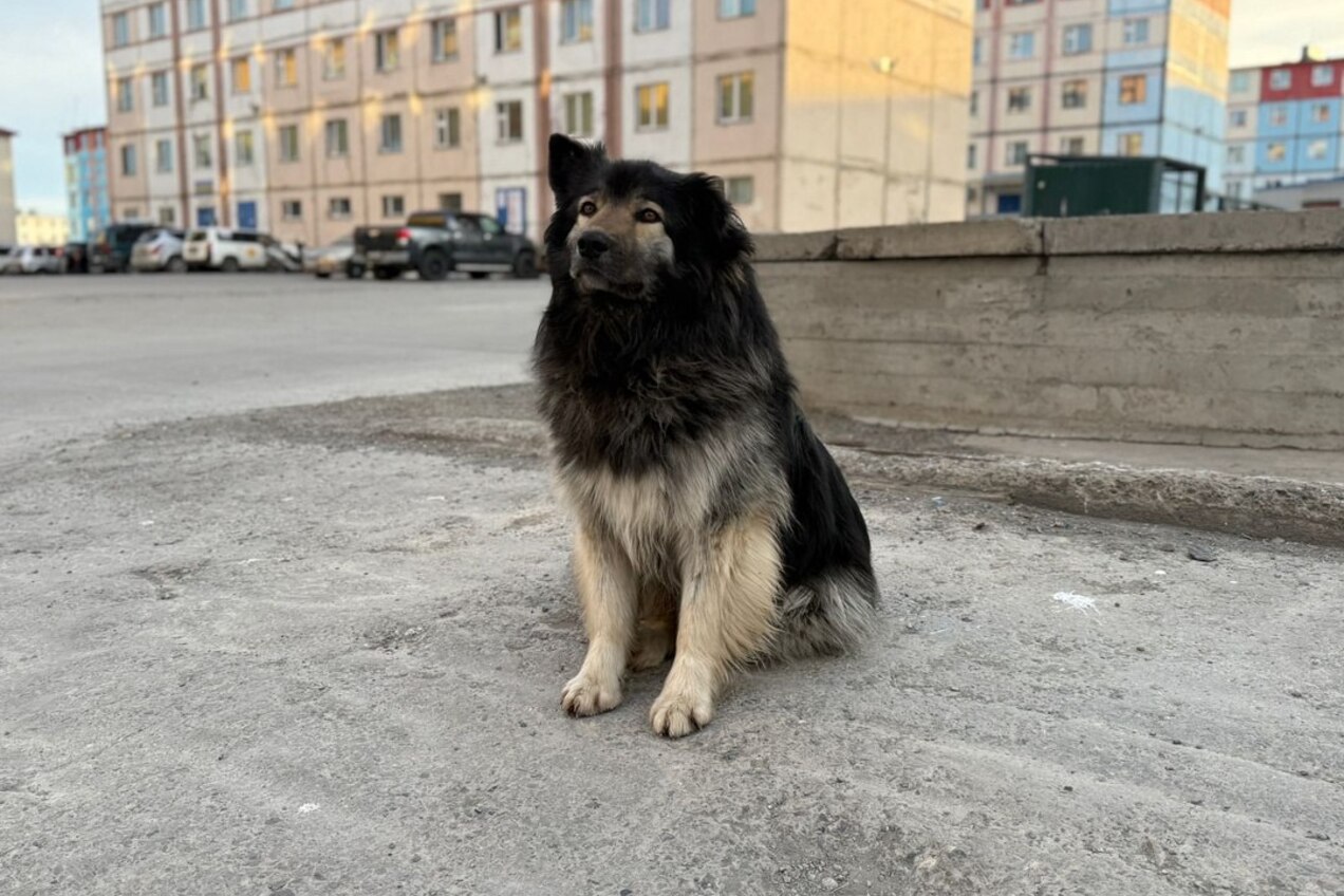 ❗️По факту нападения собаки на несовершеннолетнюю жительницу города организовано проведение доследственной проверки