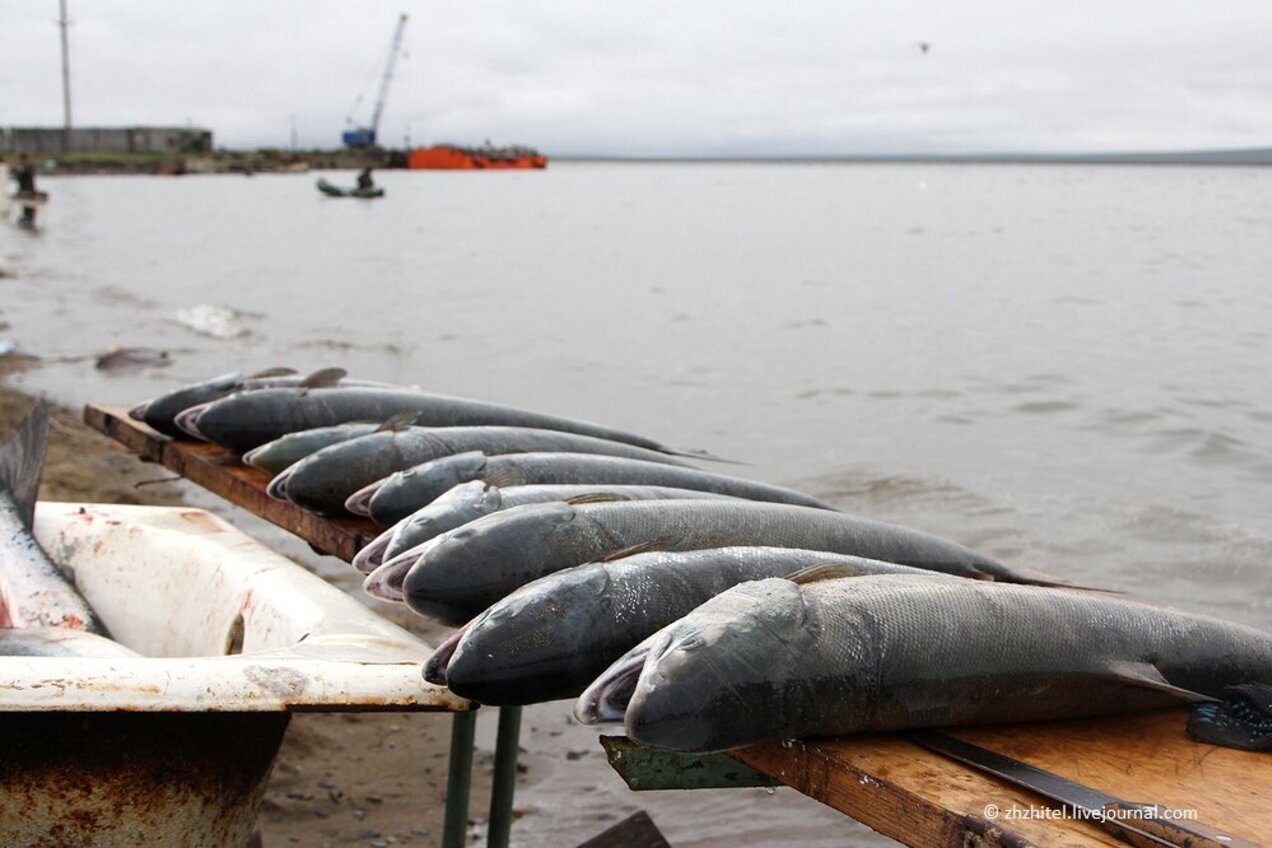 🎣 Вниманию представителей КМНС Чукотки, осуществляющих рыболовство!