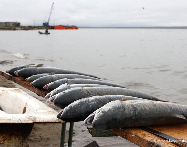 🎣 Вниманию представителей КМНС Чукотки, осуществляющих рыболовство! 
