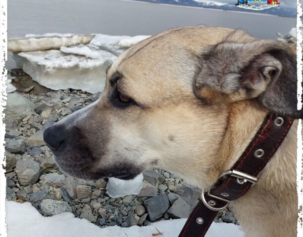 Уважаемые владельцы домашних животных!