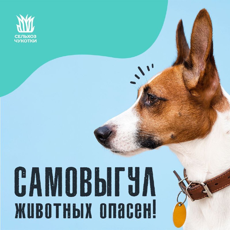 📢 Внимание, жители Чукотки!

Хотим напомнить о ...