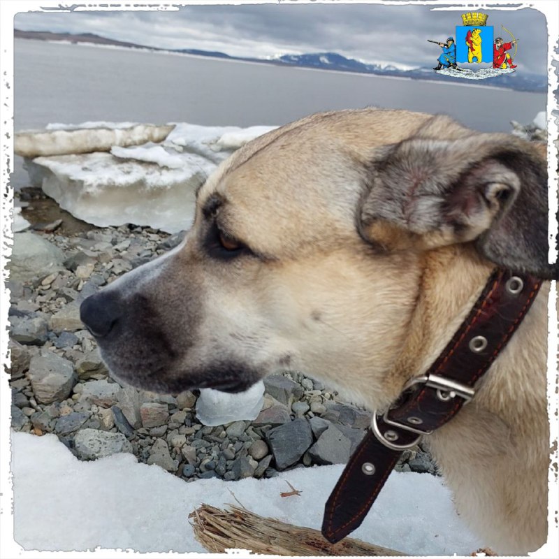 Уважаемые жители! 

🐾С начала июня 2025 года  с...